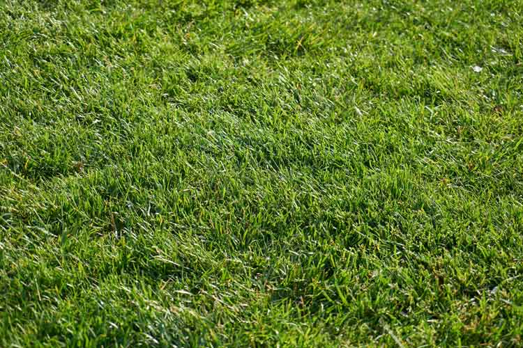 Ultimate Zoysia Grass Guide: What It Is And How To Grow It - The Backyard Pros (1) Ultimate Zoysia Grass Guide: What It Is And How To Grow It - The Backyard Pros (1)